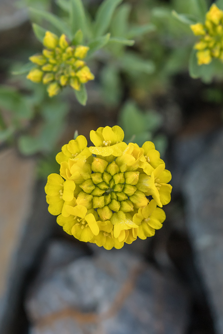 Изображение особи Alyssum oschtenicum.