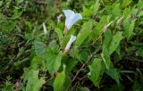 Calystegia sepium. Часть побега с цветком и бутонами. Московская обл., Одинцовский гор. округ, окр. дер. Аниково, опушка смешанного леса. 18.08.2024.