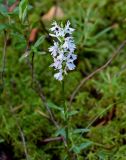 Dactylorhiza fuchsii