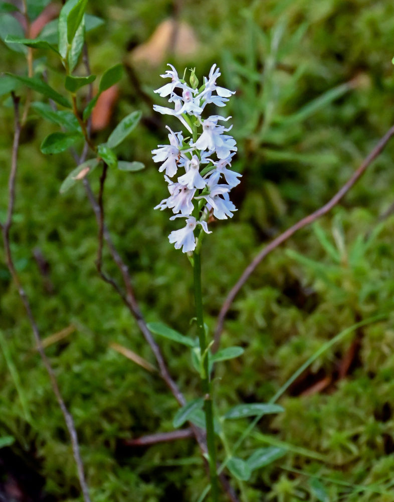 Изображение особи Dactylorhiza fuchsii.