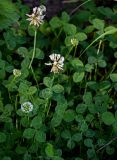 Trifolium repens. Верхушки побегов с соцветиями. Костромская обл., г. Кострома, устье р. Кострома, опушка смешанного леса. 29.06.2024.