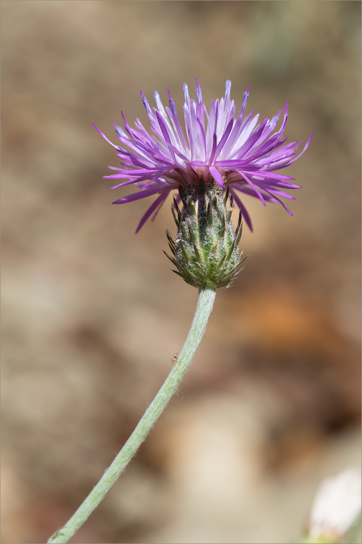 Image of familia Asteraceae specimen.