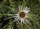 Carlina acaulis подвид caulescens. Верхушка побега с соцветием. Испания, автономное сообщество Каталония, провинция Жирона, комарка Рипольес, муниципалитет Мольо, вершина горы Коль-де-Арес, 1575 м н.у.м., сосновое (Pinus uncinata) редколесье, луг. 15.09.2024.