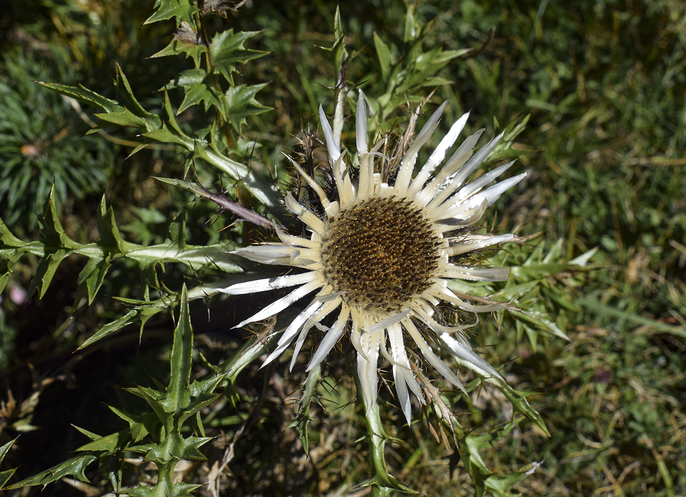 Изображение особи Carlina acaulis ssp. caulescens.