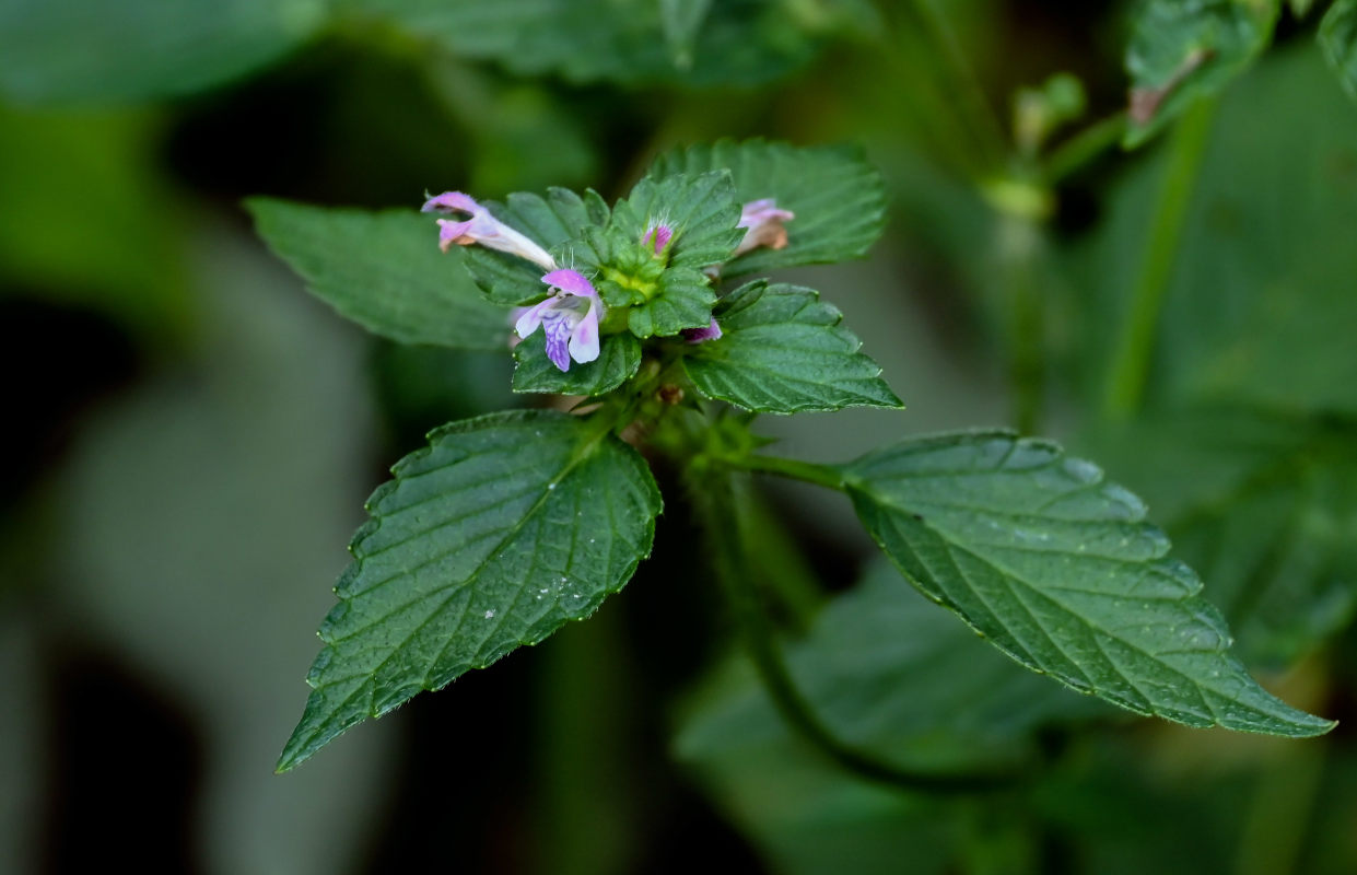 Изображение особи Galeopsis bifida.