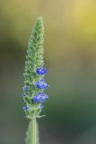 Salvia hispanica. Соцветие. Краснодарский край, г. Сочи, м-р Лазаревское, антропогенно изменённый каменистый берег р. Псезуапсе. 04.11.2024.