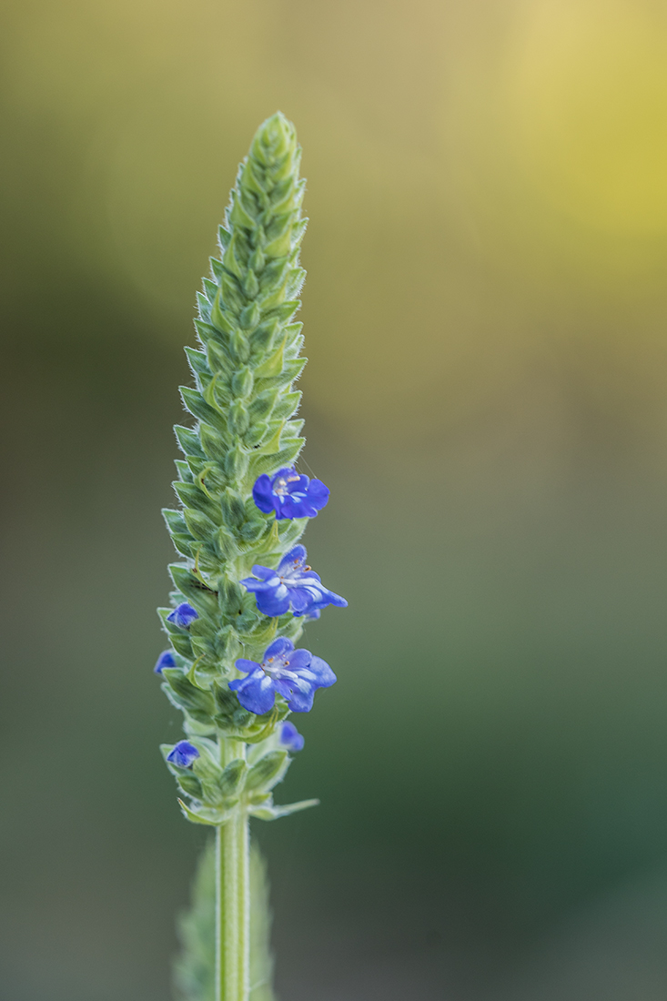 Изображение особи Salvia hispanica.