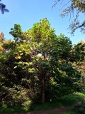 Catalpa bungei