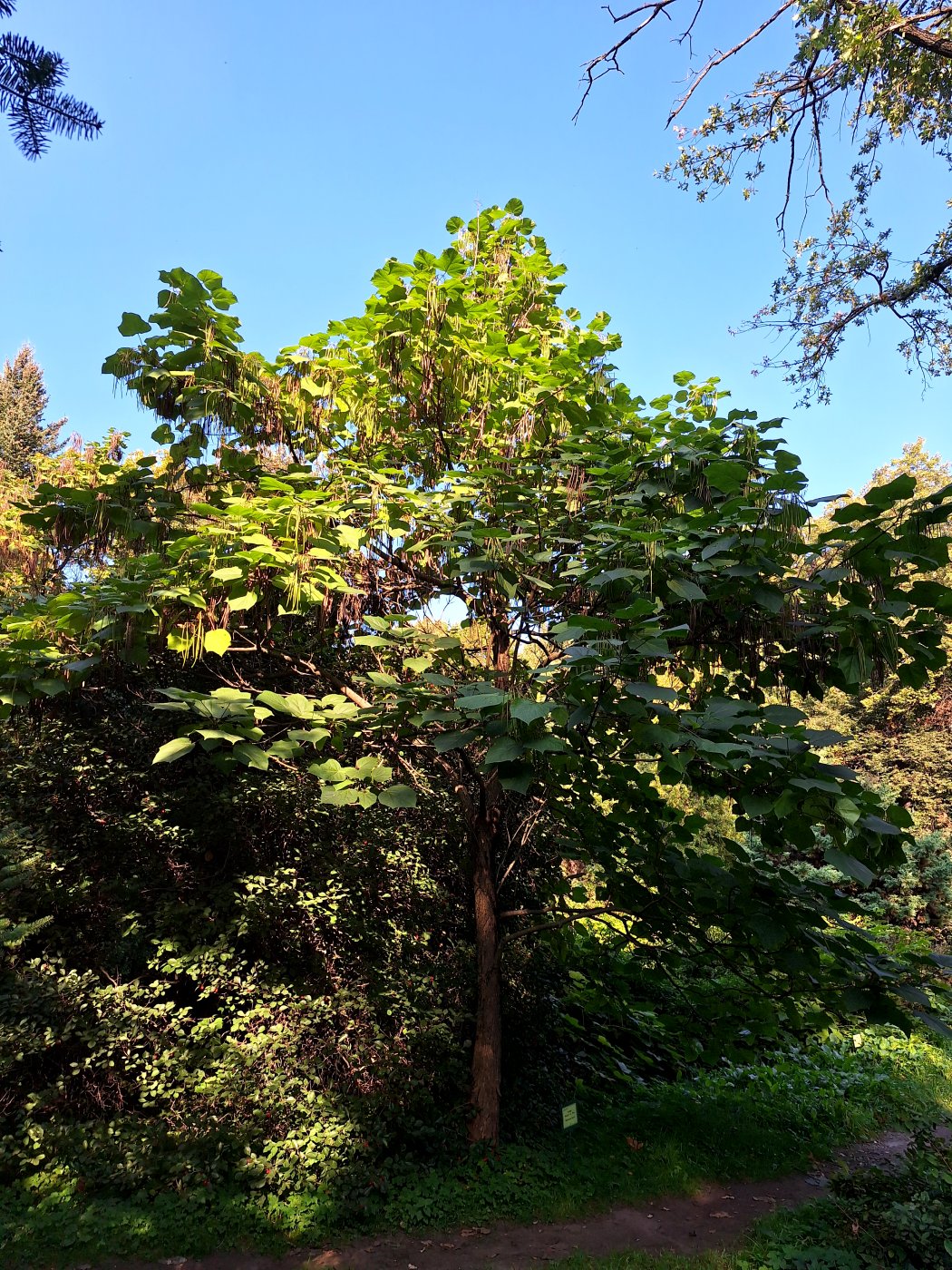 Изображение особи Catalpa bungei.