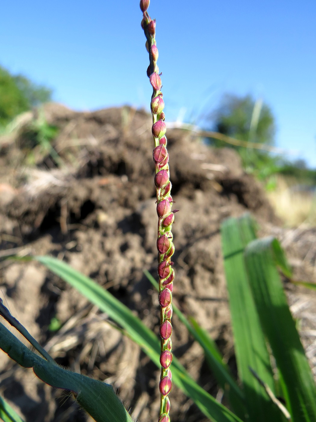 Image of Paspalum thunbergii specimen.