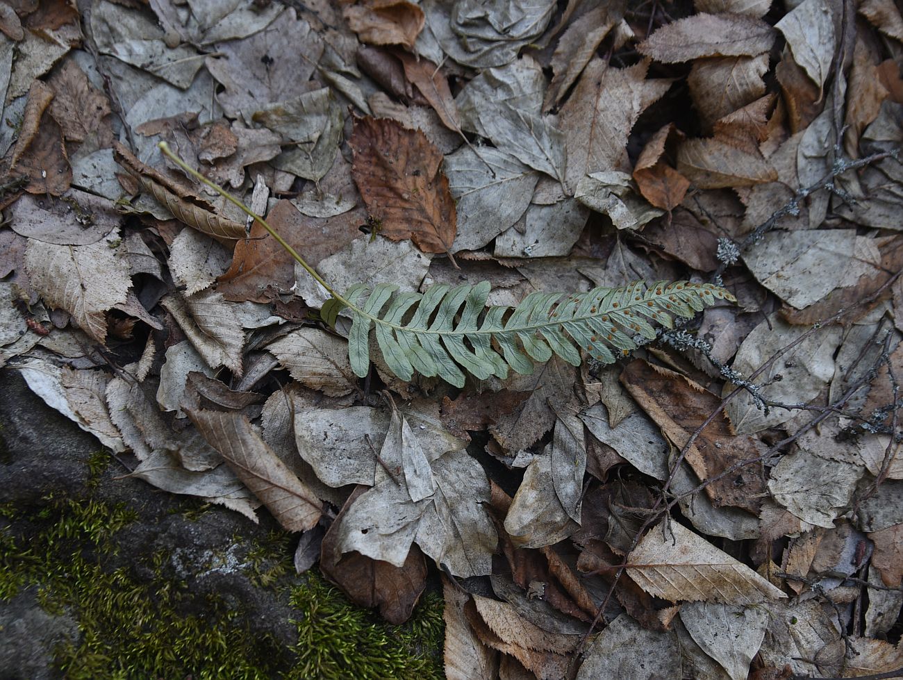 Image of genus Polypodium specimen.