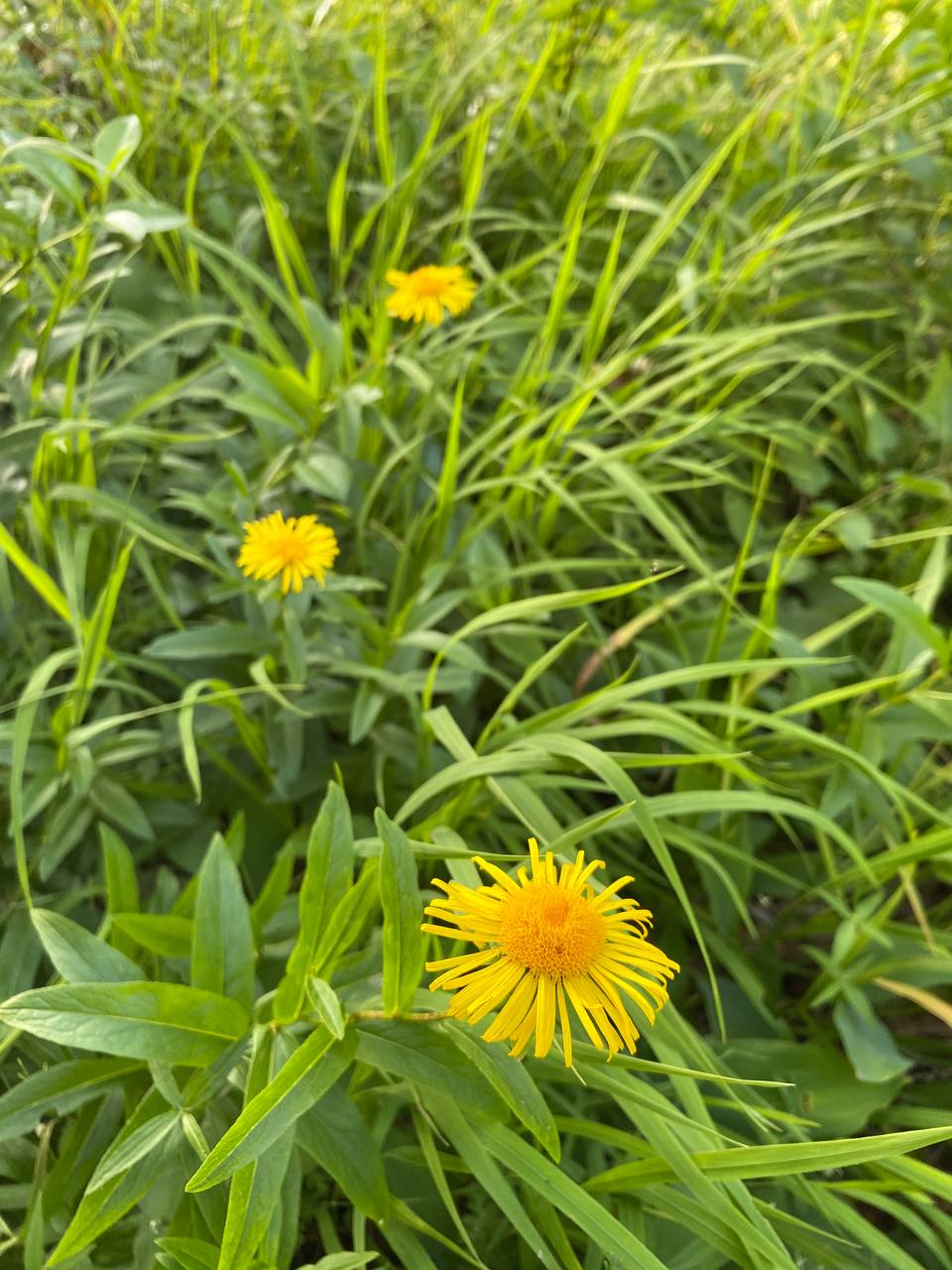 Image of Inula aspera specimen.