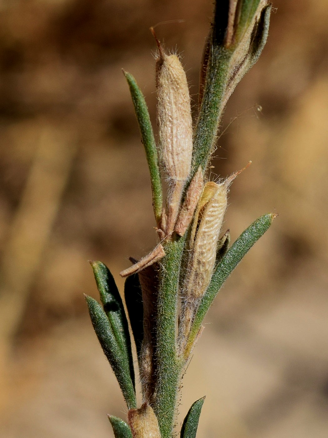 Image of Delphinium stocksianum specimen.