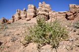 Salsola tragus. Плодоносящее растение. Казахстан, Алматинская обл., нац. парк \"Чарын\", пестроцветный сухой щебнистый сай. 11 октября 2024 г.