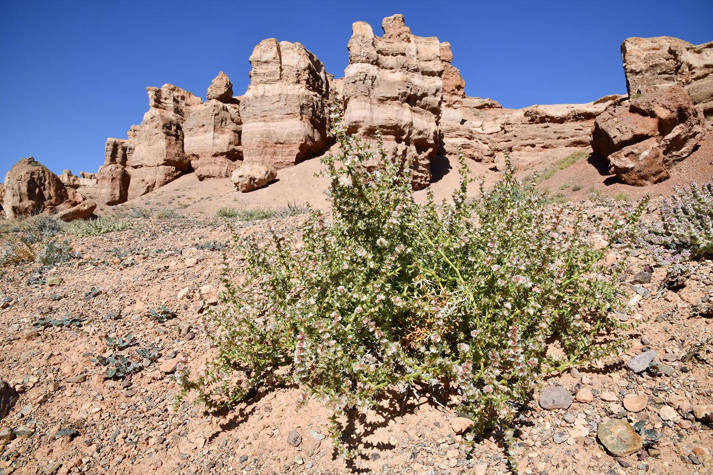 Изображение особи Salsola tragus.