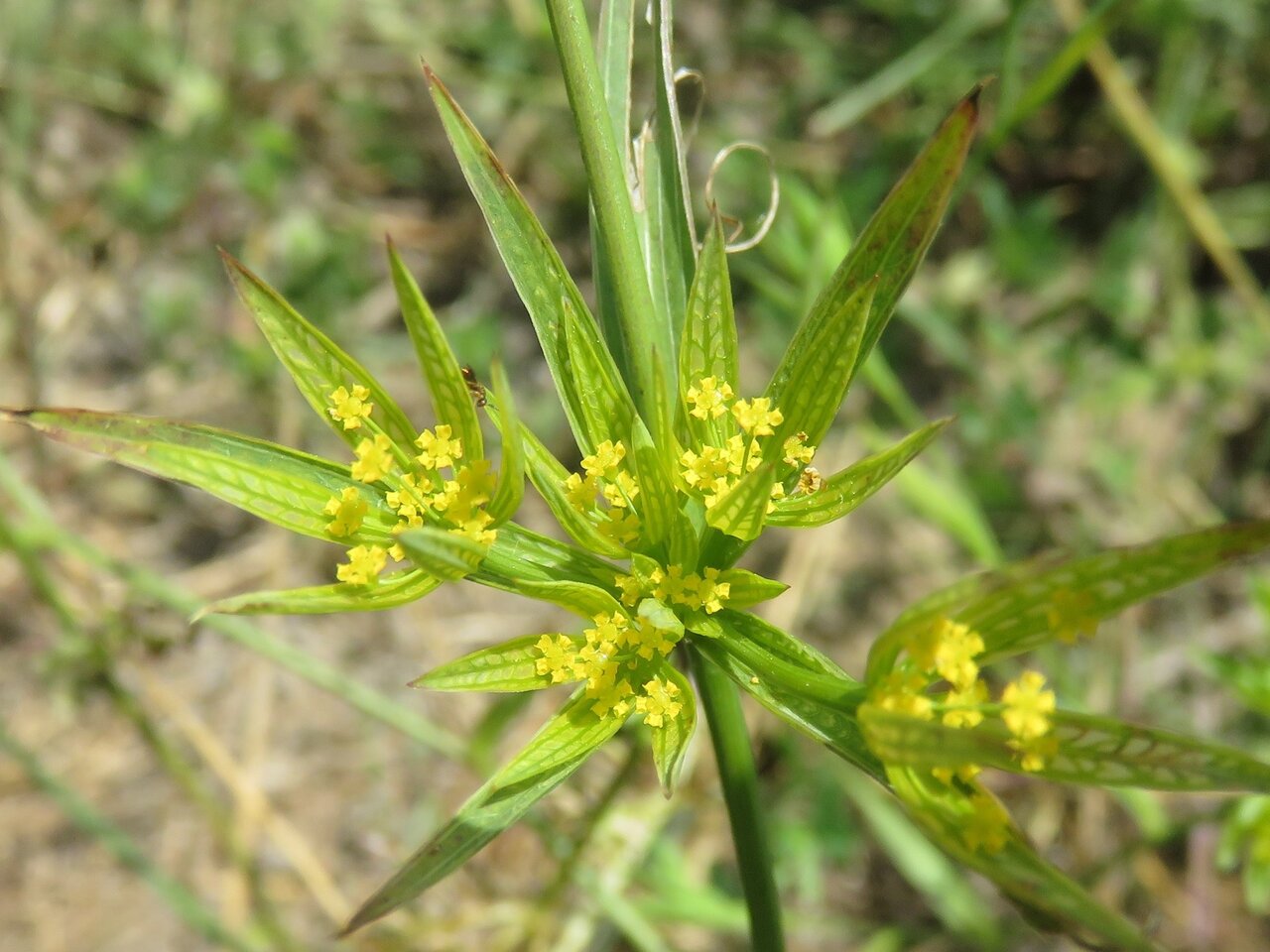 Изображение особи Bupleurum odontites.