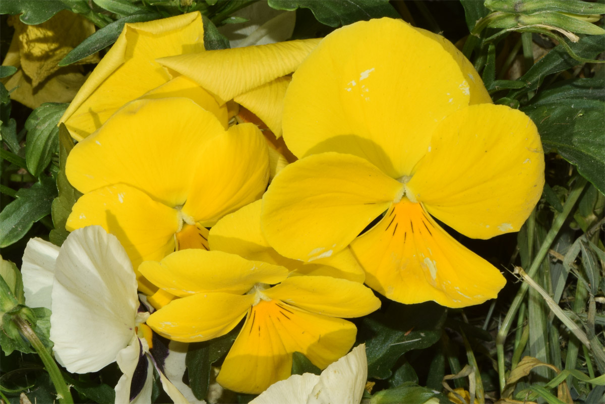 Image of Viola wittrockiana specimen.