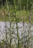 View full-size image Scrophularia canina subspecies crithmifolia