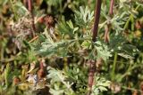View full-size image Artemisia absinthium