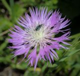 Смотреть изображение Psephellus abchasicus