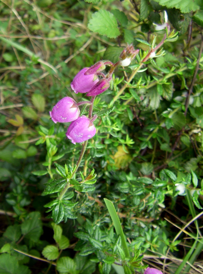 Image of Daboecia cantabrica specimen.