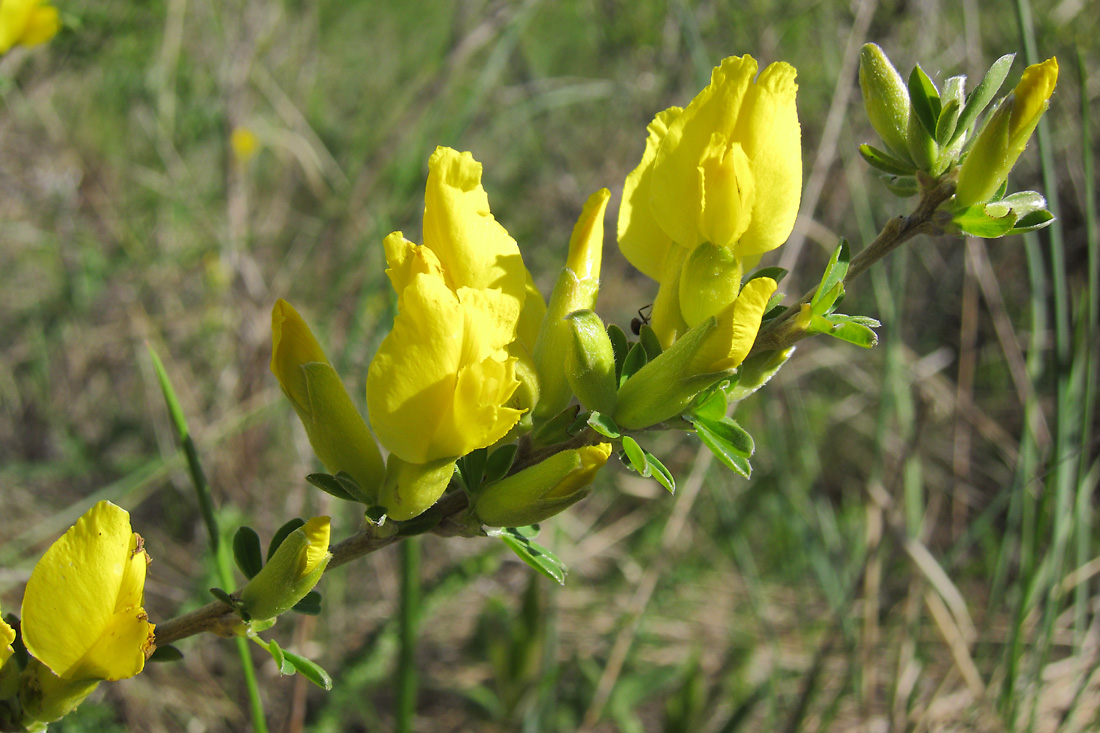 Изображение особи Chamaecytisus ruthenicus.