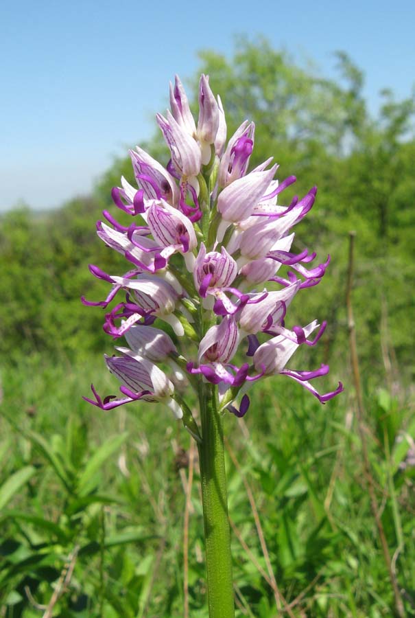 Изображение особи Orchis &times; beyrichii ssp. mackaensis.