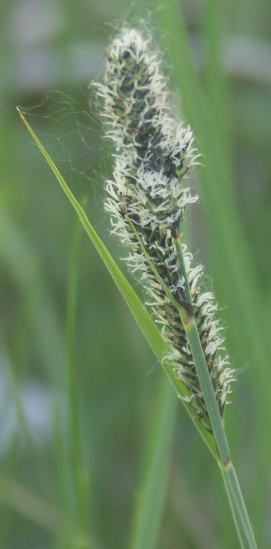 Image of Carex hartmaniorum specimen.