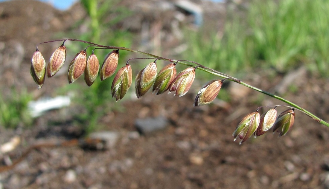 Image of Melica nutans specimen.