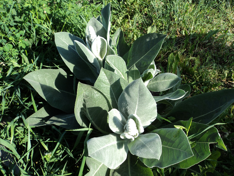 Image of Verbascum bombyciferum specimen.