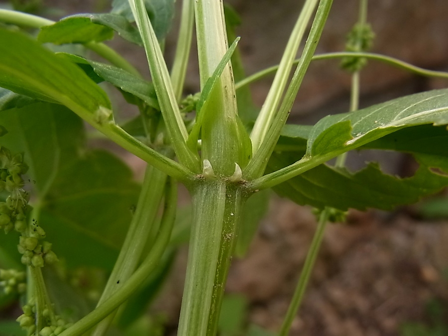 Изображение особи Mercurialis annua.