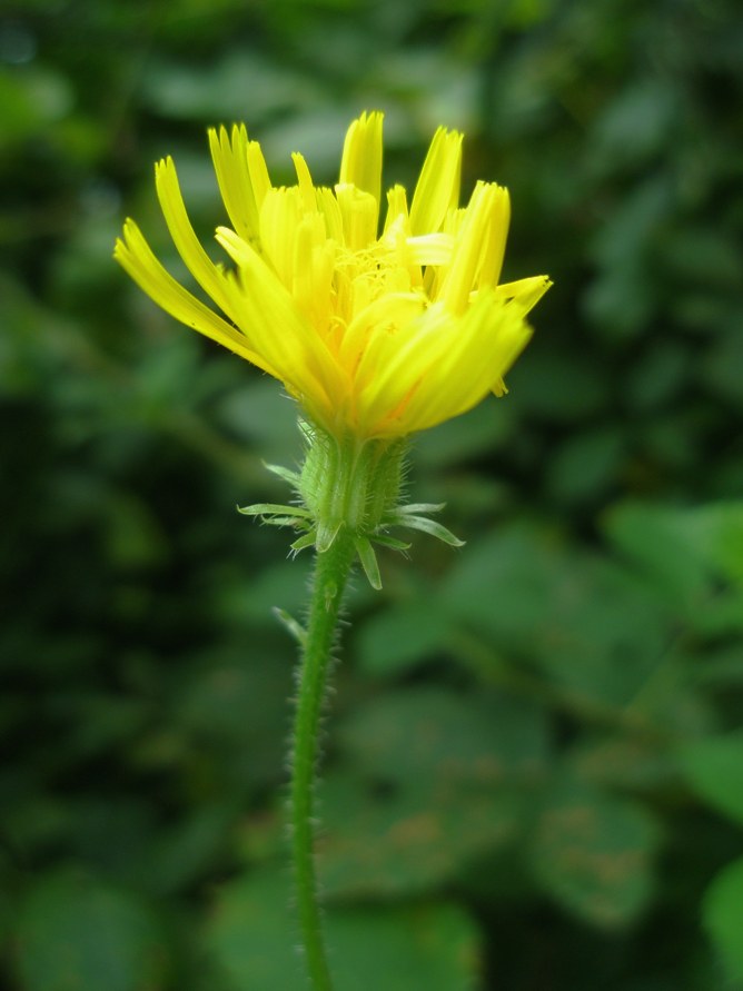 Image of Picris hieracioides specimen.