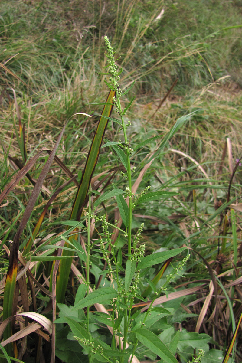 Image of Lipandra polysperma specimen.