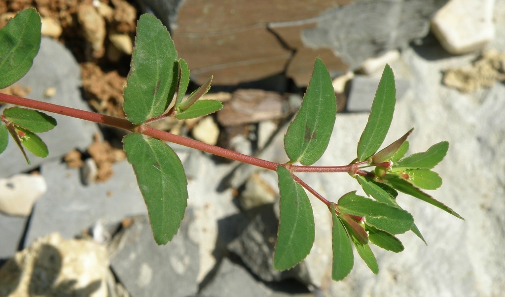 Изображение особи Euphorbia nutans.