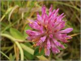 Trifolium pratense