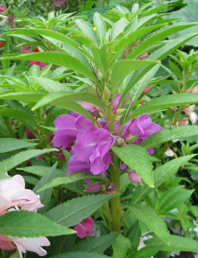 Image of Impatiens balsamina specimen.