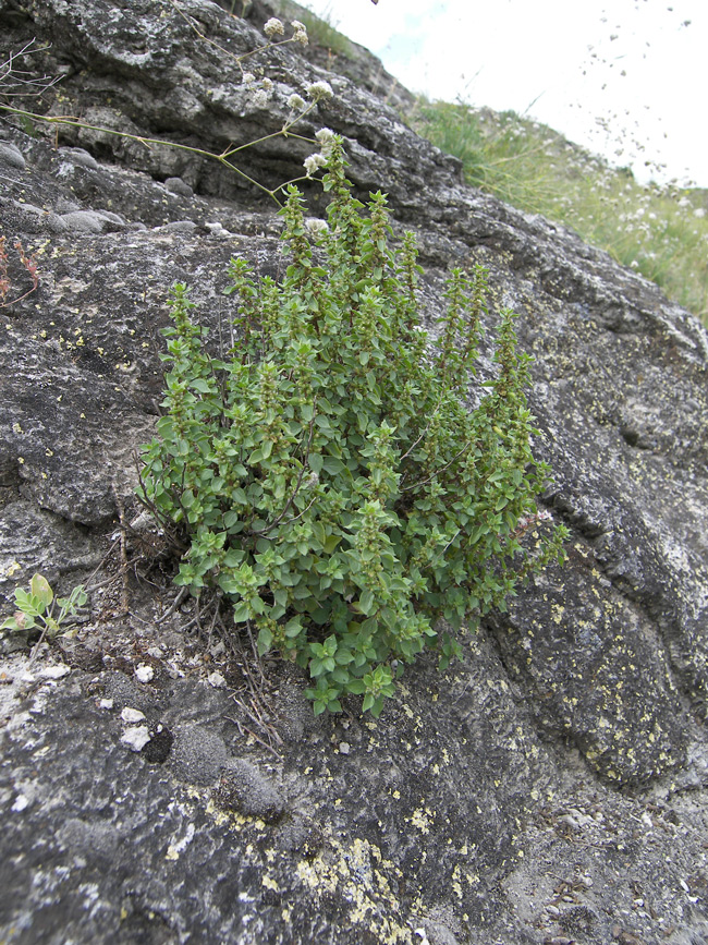 Image of Parietaria elliptica specimen.