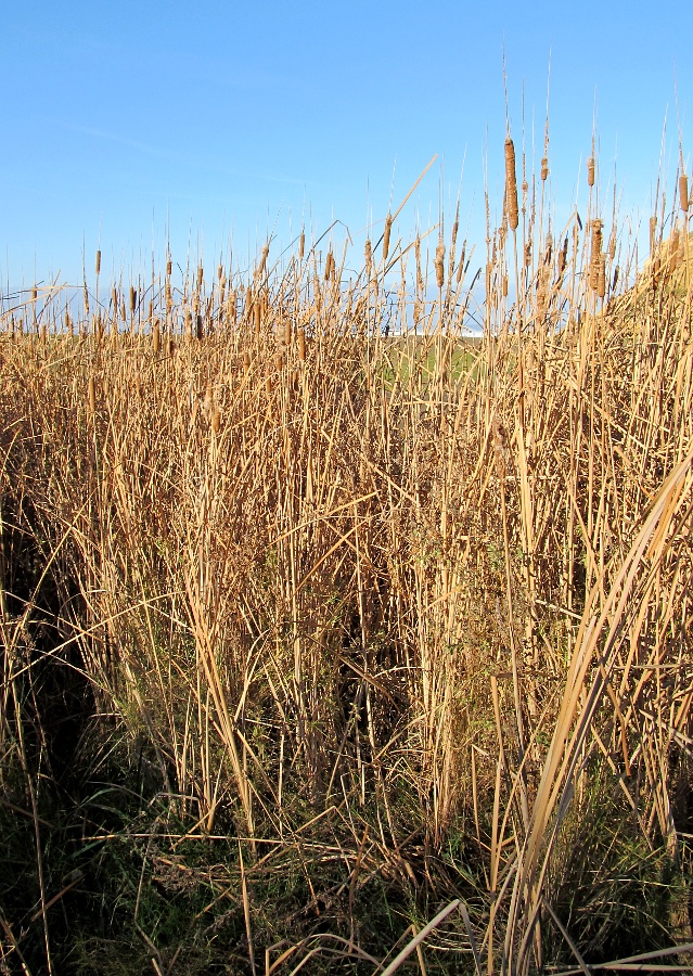 Изображение особи Typha angustifolia.