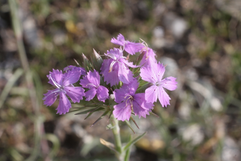 Image of Dianthus pseudarmeria specimen.