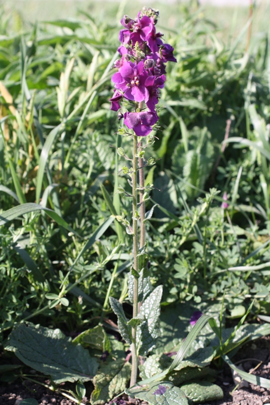 Изображение особи Verbascum phoeniceum.