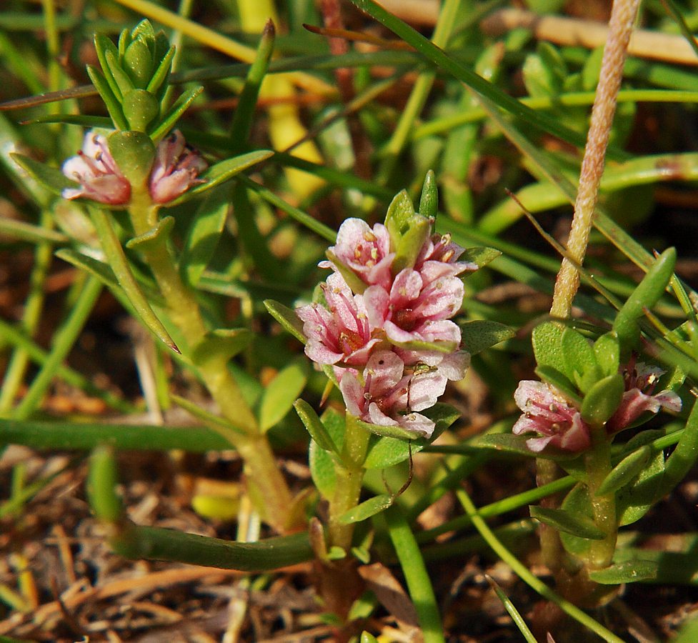 Image of Glaux maritima specimen.