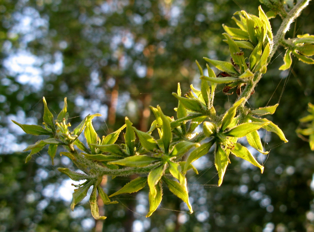 Image of genus Veratrum specimen.