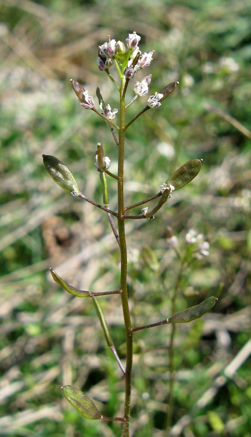 Image of Draba muralis specimen.