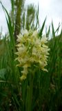 Dactylorhiza подвид georgica