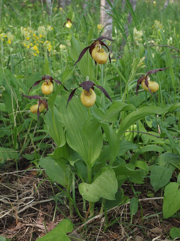 Image of Cypripedium calceolus specimen.