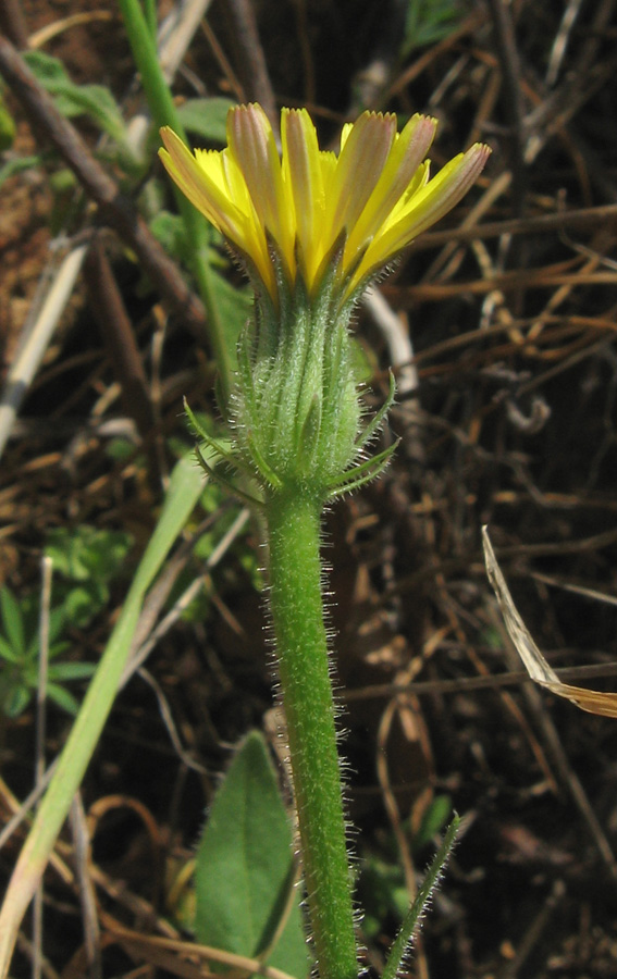 Image of Picris pauciflora specimen.