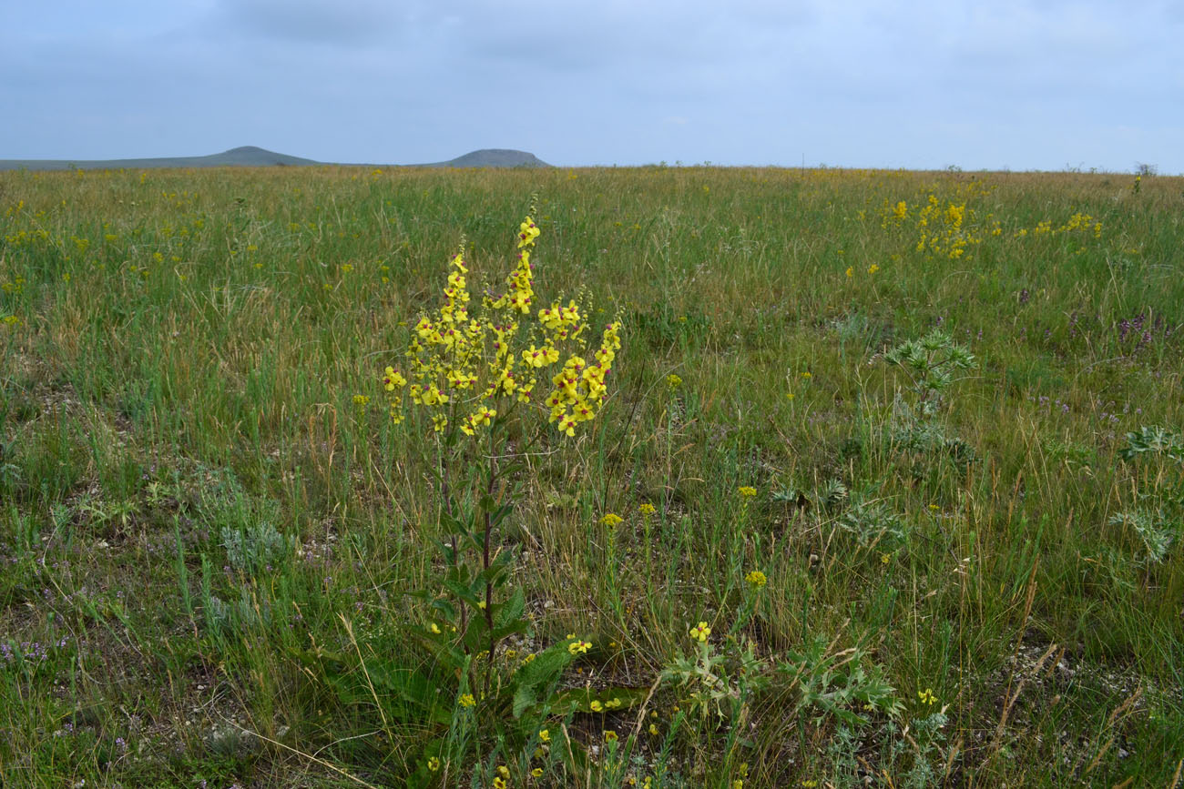 Image of Verbascum marschallianum specimen.