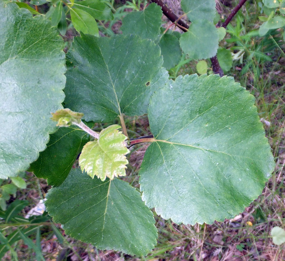 Image of genus Betula specimen.