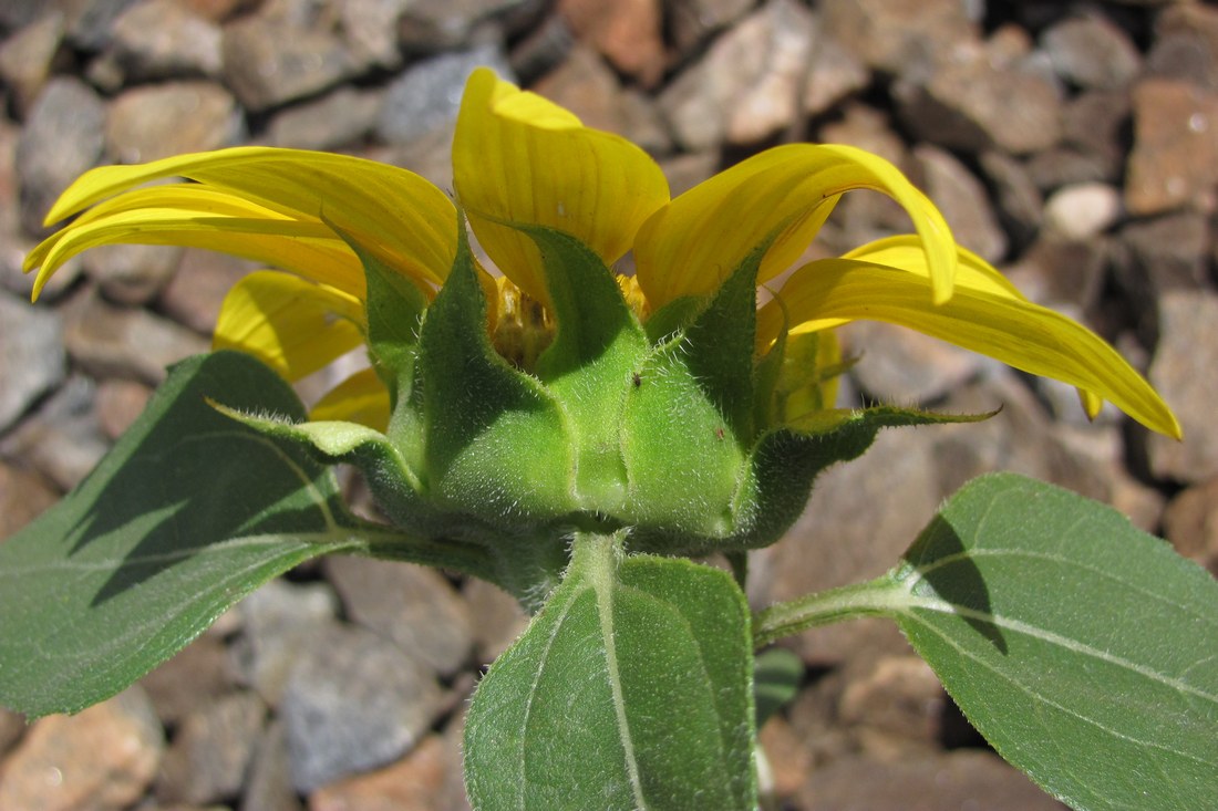 Image of Helianthus annuus specimen.