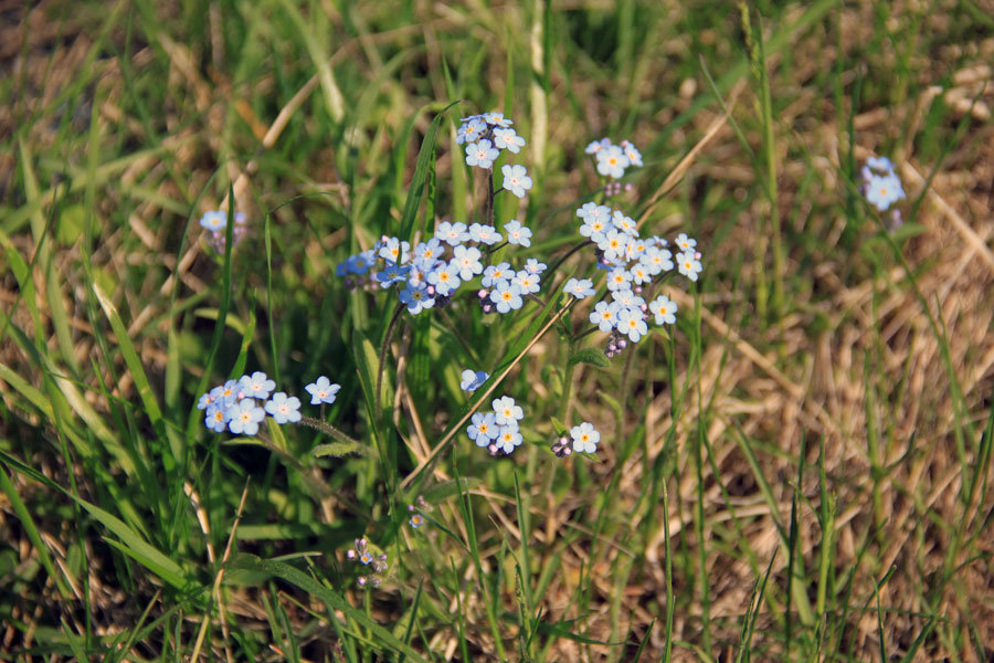 Image of genus Myosotis specimen.